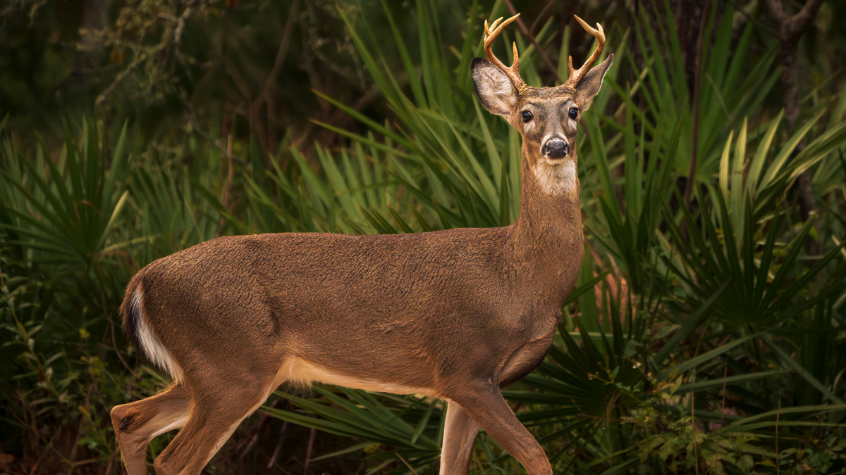deer deterrent